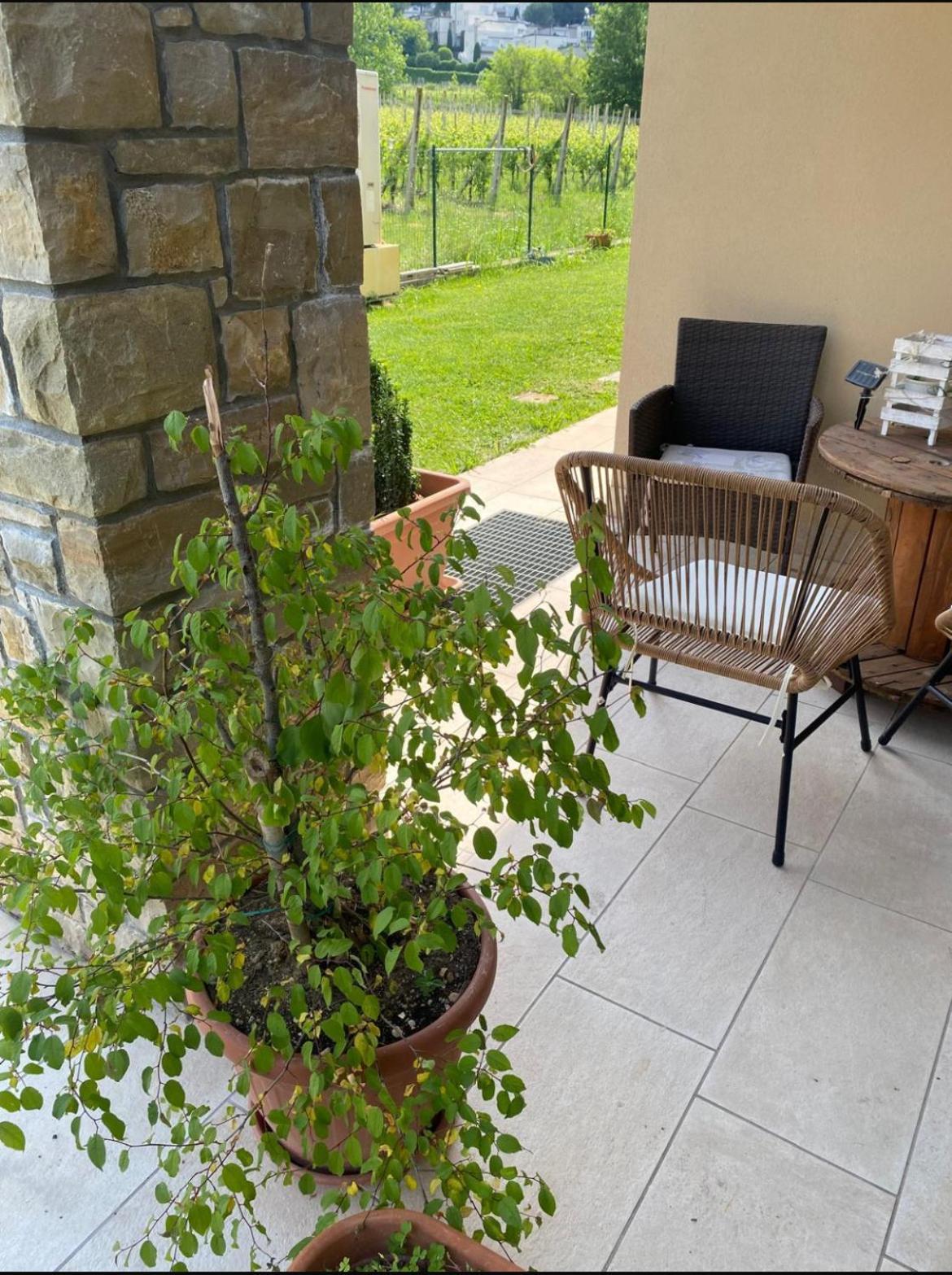 Orchidea Del Garda Rooms & Apartments Peschiera del Garda Luaran gambar